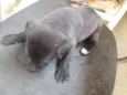 Pretinha