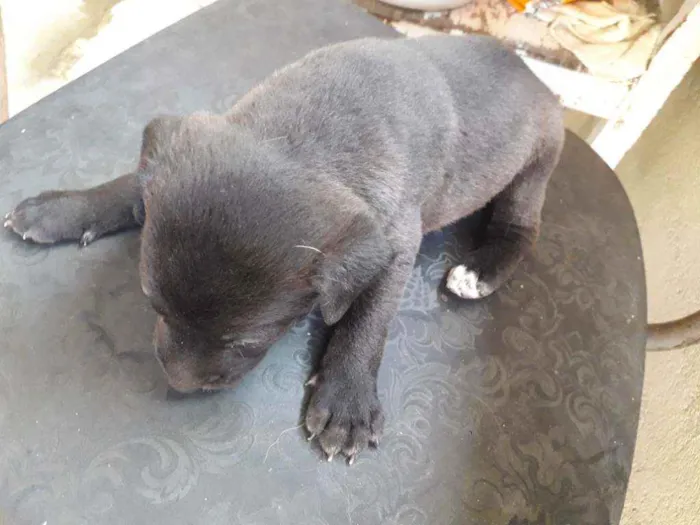 Cachorro ra a Vira-lata idade Abaixo de 2 meses nome Pretinha