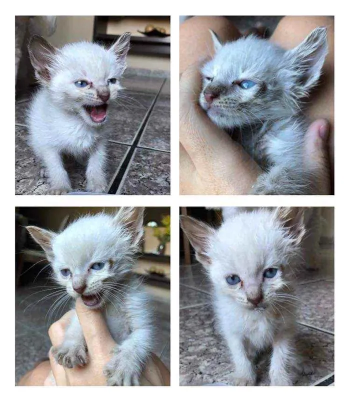 Gato ra a Não identificada idade Abaixo de 2 meses nome Sem nome 