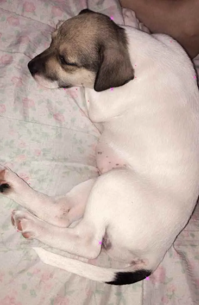 Cachorro ra a Sem raça definida  idade Abaixo de 2 meses nome Sem nome
