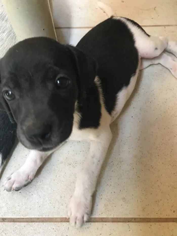 Cachorro ra a Sem raça definida  idade Abaixo de 2 meses nome Sem nome