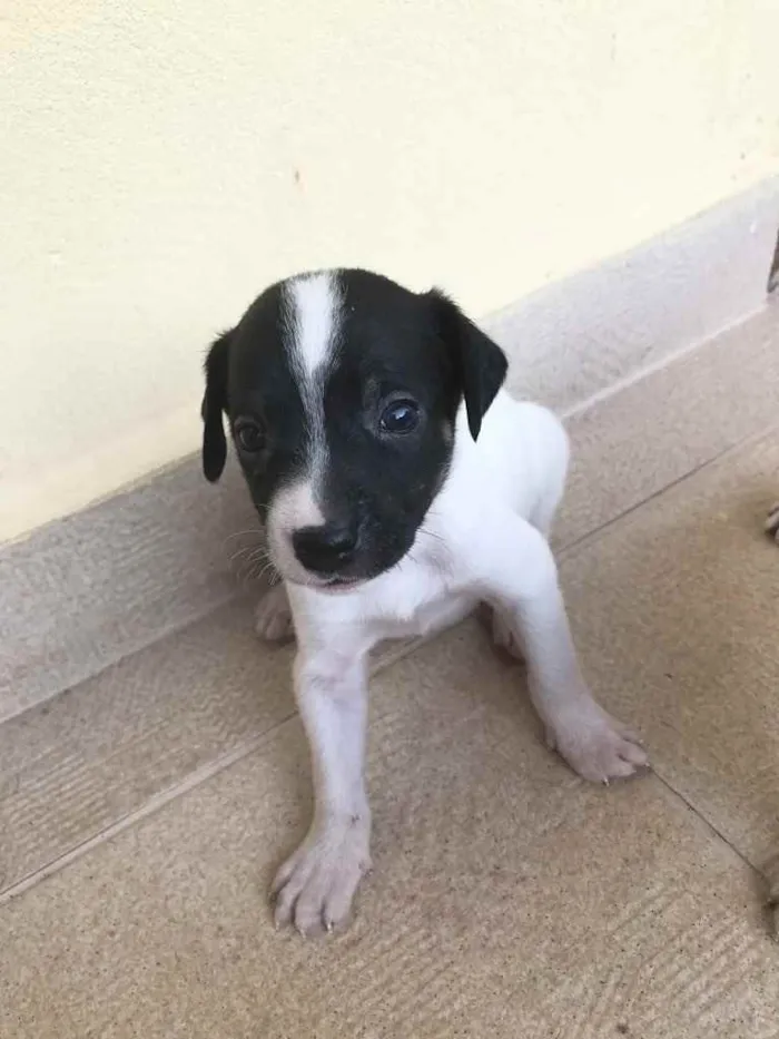 Cachorro ra a Sem raça definida  idade Abaixo de 2 meses nome Sem nome