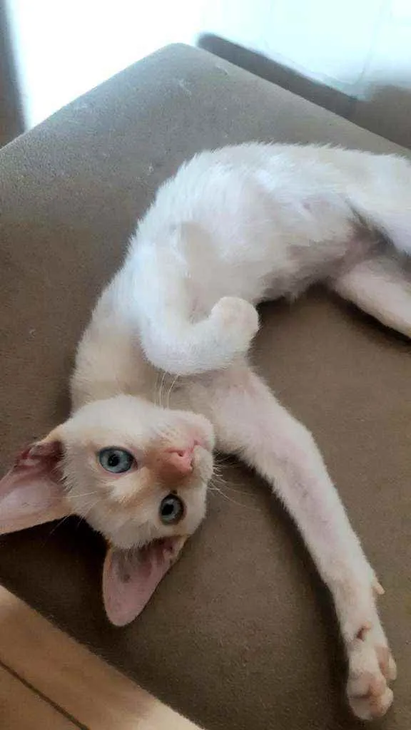 Gato ra a Não identificada idade 2 a 6 meses nome Sem nome 