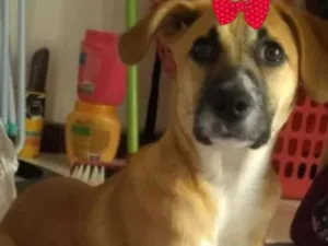 Cachorro raça Mestiça  idade 7 a 11 meses nome Mabel 