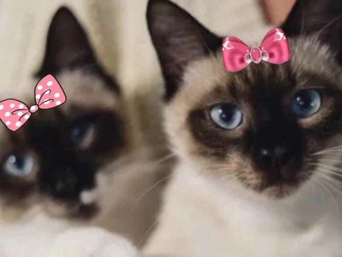Gato ra a Siamesas  idade 2 a 6 meses nome Frida e Dóris 