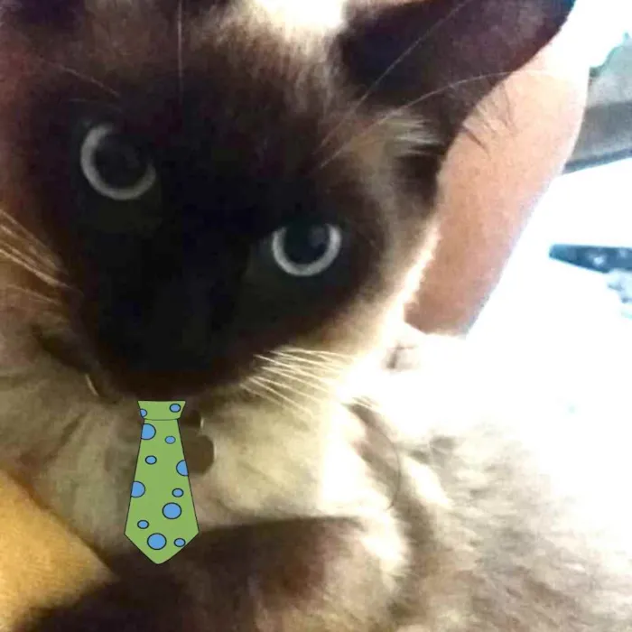 Gato ra a Siames  idade 7 a 11 meses nome Max 