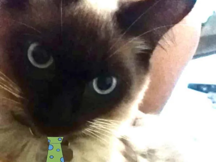 Gato ra a Siames  idade 7 a 11 meses nome Max 