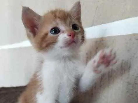 Gato ra a SRD  idade Abaixo de 2 meses nome Nino 