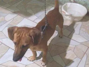 Cachorro raça Base com Pit Bull idade 1 ano nome Scobydo