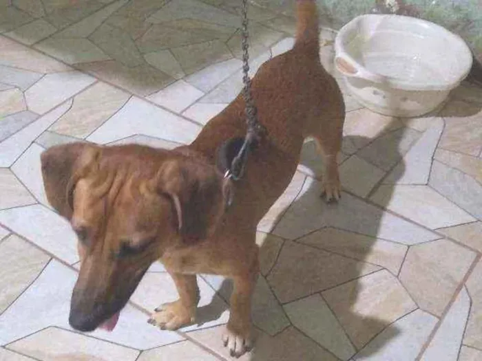 Cachorro ra a Base com Pit Bull idade 1 ano nome Scobydo