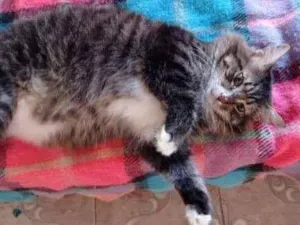 Gato raça SRD idade 2 anos nome Lion