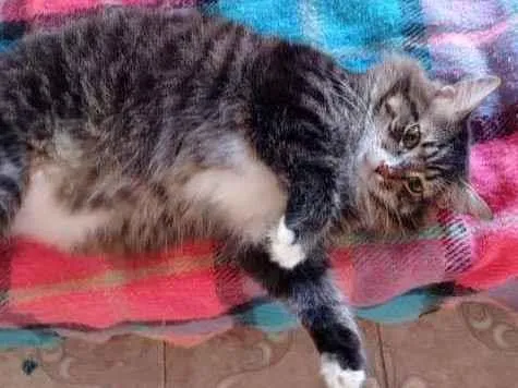 Gato ra a SRD idade 2 anos nome Lion