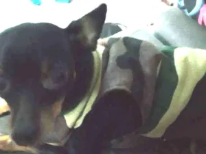 Cachorro raça pinscher idade 1 ano nome Douglas