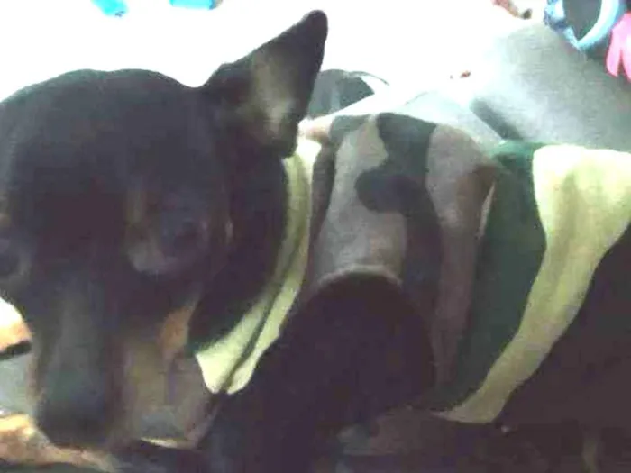 Cachorro ra a pinscher idade 1 ano nome Douglas