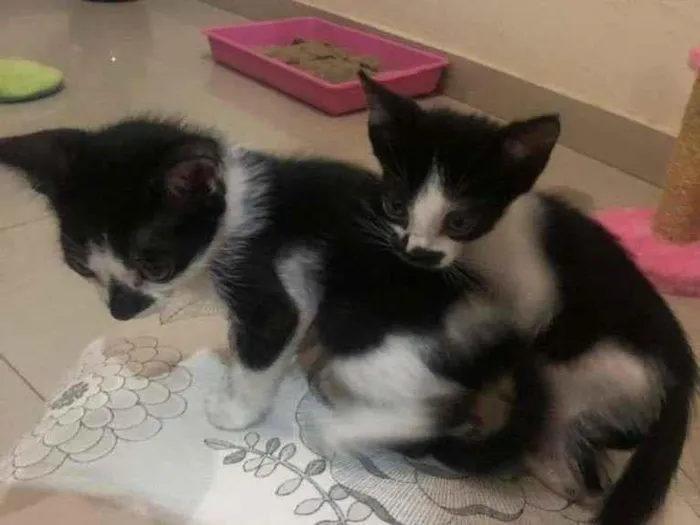 Gato ra a SRD-ViraLata idade Abaixo de 2 meses nome filhotes