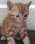Tico 