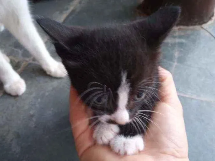 Gato ra a Sem raça idade Abaixo de 2 meses nome Filhotes