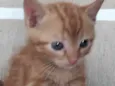 Tico 