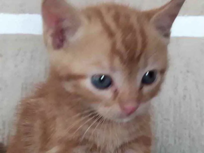 Gato ra a SRD idade Abaixo de 2 meses nome Tico 