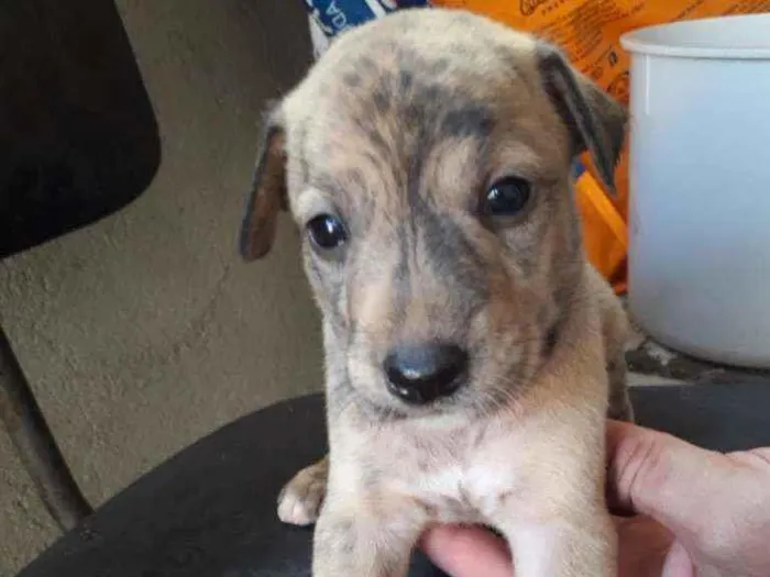 Cachorro ra a Vira-lata idade Abaixo de 2 meses nome Riscado