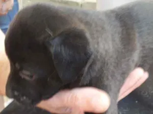 Cachorro raça Vira-lata idade Abaixo de 2 meses nome Pretinha