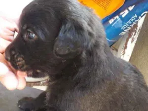 Gato raça Vira-lata idade Abaixo de 2 meses nome Pretinho