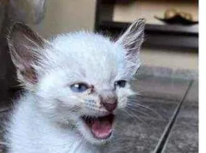 Gato raça Não identificada idade Abaixo de 2 meses nome Sem nome 