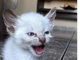 Gato ra a Não identificada idade Abaixo de 2 meses nome Sem nome 
