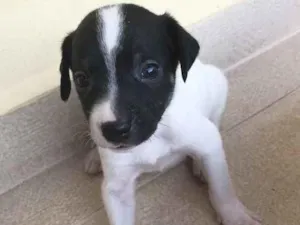 Cachorro raça Sem raça definida  idade Abaixo de 2 meses nome Sem nome