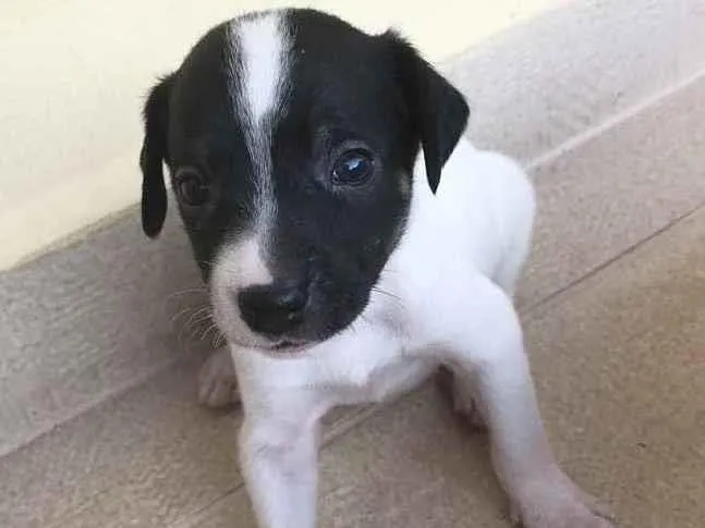 Cachorro ra a Sem raça definida  idade Abaixo de 2 meses nome Sem nome