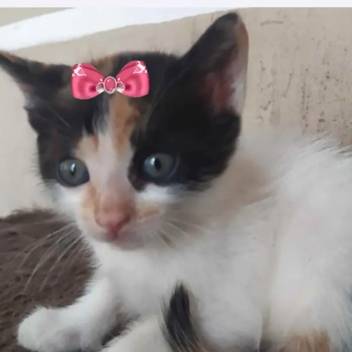 Gato ra a SRD  idade Abaixo de 2 meses nome Júlia 