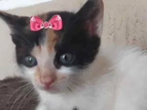 Gato raça SRD  idade Abaixo de 2 meses nome Júlia 
