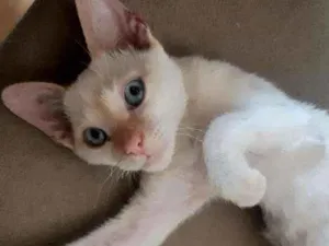 Gato raça Não identificada idade 2 a 6 meses nome Sem nome 