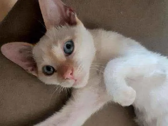 Gato ra a Não identificada idade 2 a 6 meses nome Sem nome 