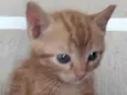 Tico 