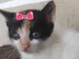 Júlia 
