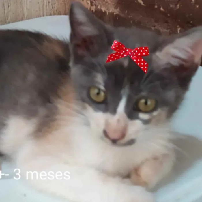 Gato ra a SRD  idade 2 a 6 meses nome Tina 