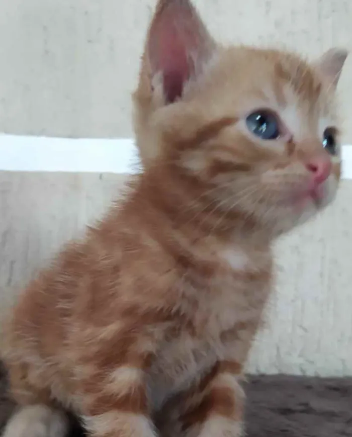Gato ra a SRD  idade Abaixo de 2 meses nome Teo 