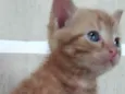 Teo 