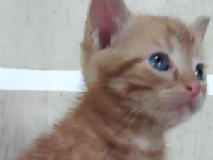 Gato raça SRD  idade Abaixo de 2 meses nome Teo 