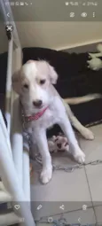 Teddy