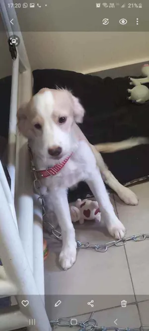 Cachorro raça Possível descendente labrador  idade 2 a 6 meses nome Teddy