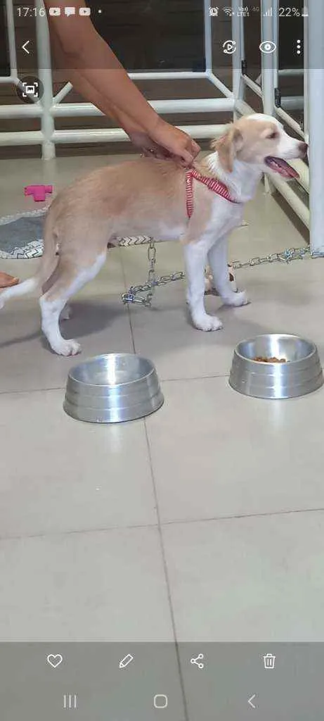 Cachorro raça Possível descendente labrador  idade 2 a 6 meses nome Teddy