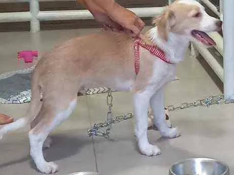 Cachorro raça Possível descendente labrador  idade 2 a 6 meses nome Teddy