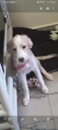 Teddy