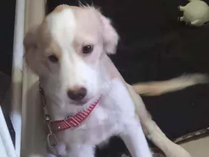 Cachorro raça Possível descendente labrador  idade 2 a 6 meses nome Teddy
