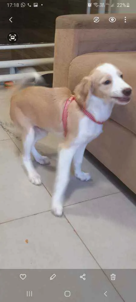 Cachorro raça Possível descendente labrad idade 2 a 6 meses nome Teddy