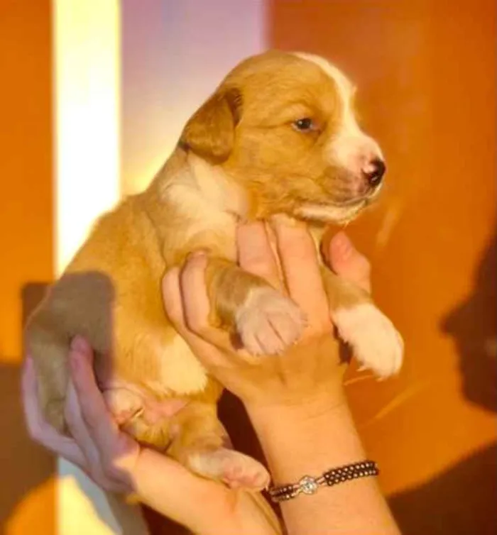 Cachorro ra a Mestiço  idade Abaixo de 2 meses nome Capuccino 
