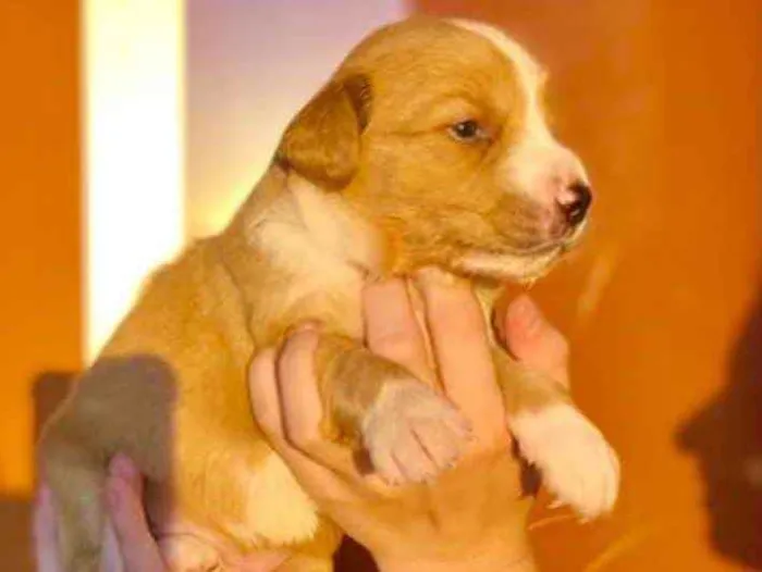 Cachorro ra a Mestiço  idade Abaixo de 2 meses nome Capuccino 