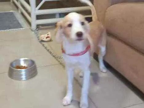 Cachorro raça Possível descendente de labrad idade 2 a 6 meses nome Teddy